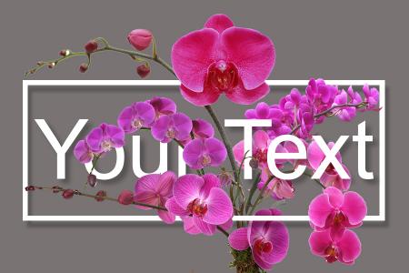 Write your text under orchids flower